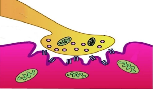 فصل میلر۲۷ :Pharmacology Of Neuromuscular Blocking Drugs